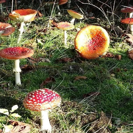 Mozartmansarde アパート